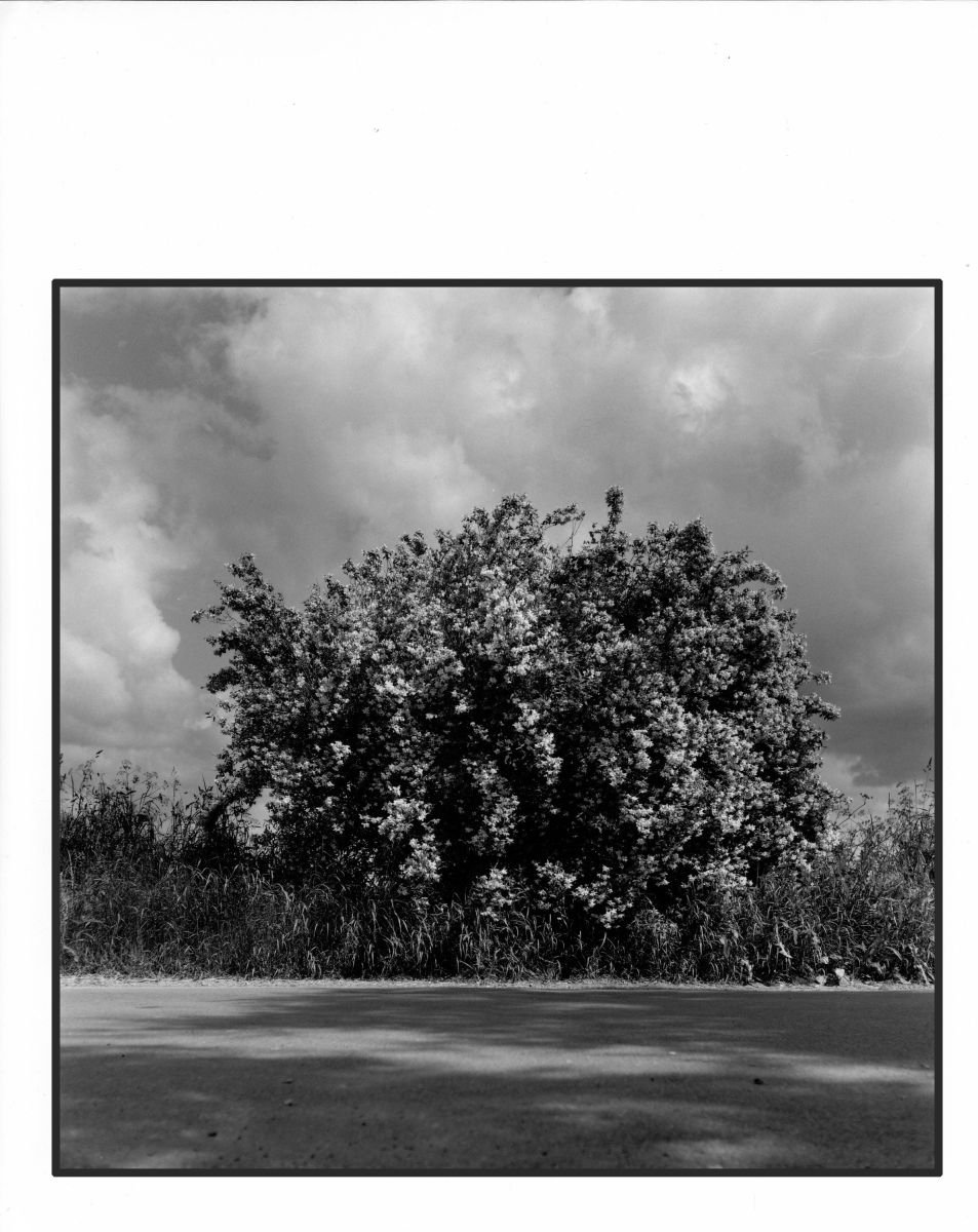 Bush by John Kerr